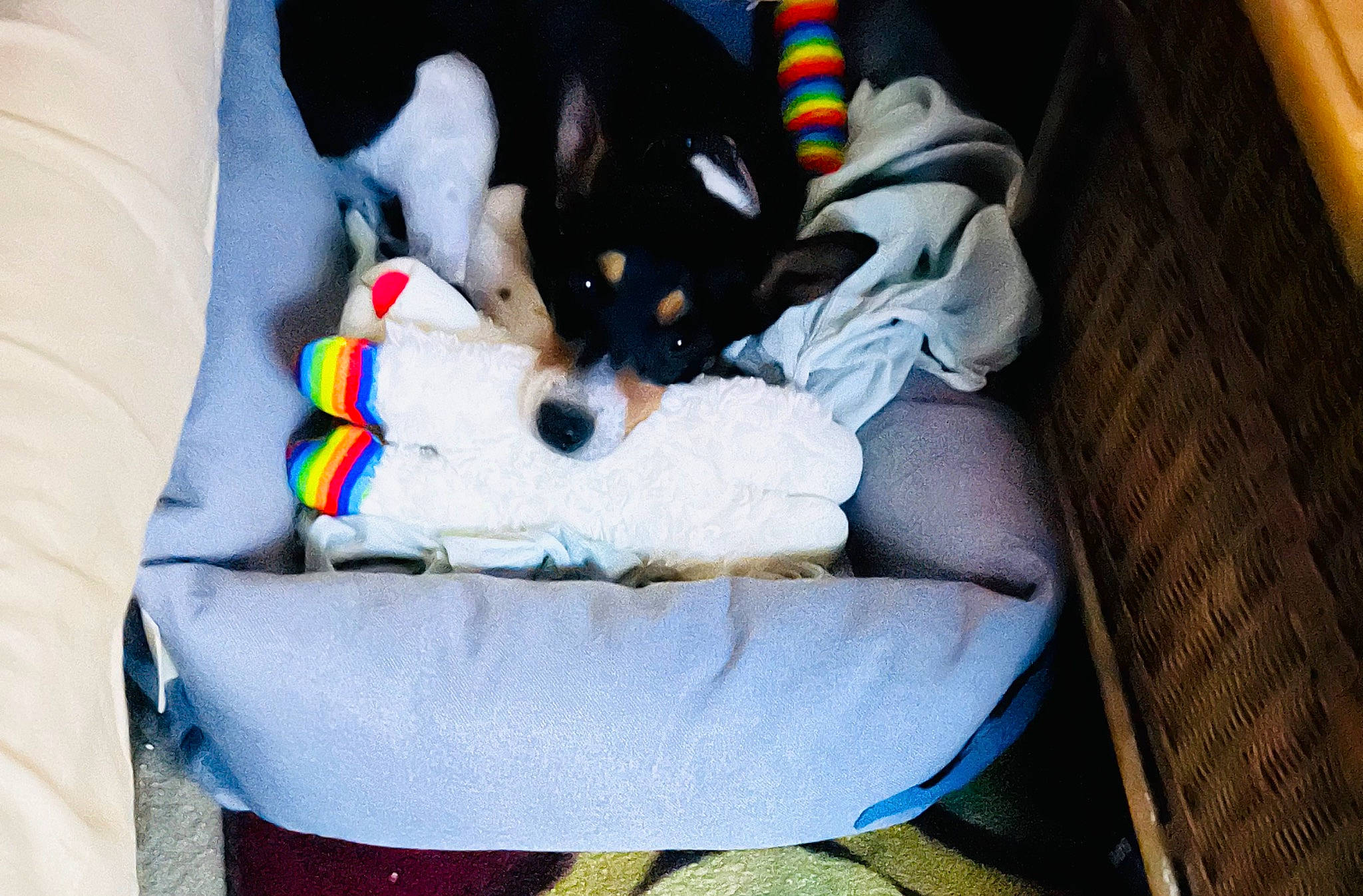 Peanut Girlie joined the competition — help win amazing prizes! baby_products, bag, canidae, car_seat, carnivore, cat_supply, comfort, companion_dog, dog, dog_breed, dog_supply, felidae, fur, linens, nap, non_sporting_group, pet_supply, sleep, sporting_group, stuffed_toy