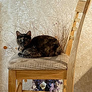 Kit-Kat joined the competition — help win amazing prizes! cat, tortoiseshell_cat, animal, pet, sitting, chair, wooden_chair, cushion, indoor, home, portrait, looking_at_camera, green_eyes, fur, whiskers, ears, dried_branches, flower_vase, wallpaper, rustic_decor