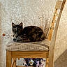 animal, cat, chair, cushion, dried_branches, ears, flower_vase, fur, green_eyes, home, indoor, looking_at_camera, pet, portrait, rustic_decor, sitting, tortoiseshell_cat, wallpaper, whiskers, wooden_chair