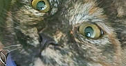 Kit-Kat is registered to the contest to win money with this photo: animal, blue_collar, cat, close_up, closeup, collar, curious, domestic, ears, expression, face, feline, fur, indoor, nose, pet, portrait, tortoiseshell, whiskers, yellow_eyes