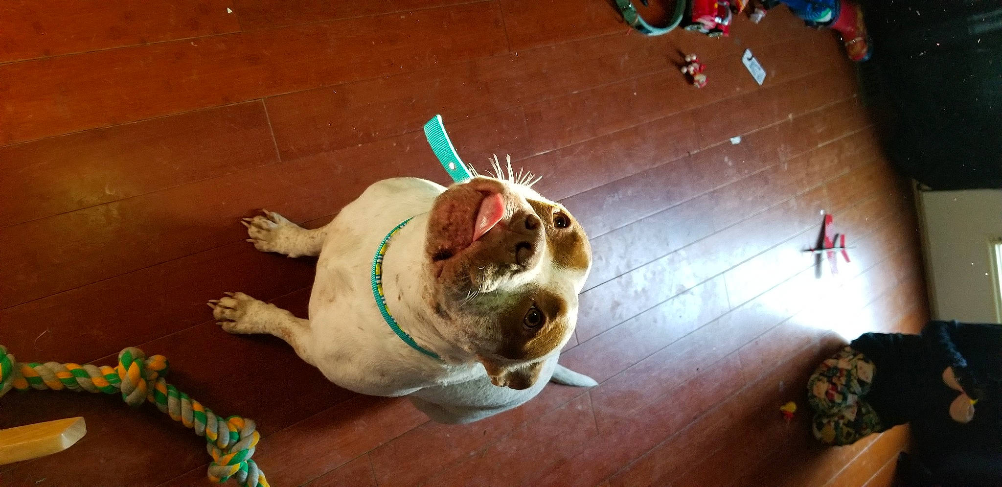 Pip is registered to the contest to win money with this photo: canidae, carnivore, dog_breed, sporting_group