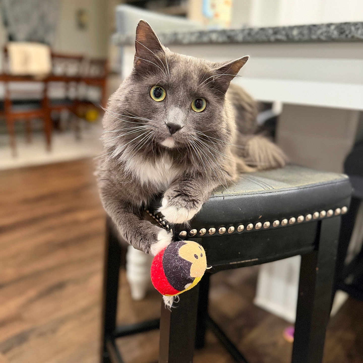 Meeko