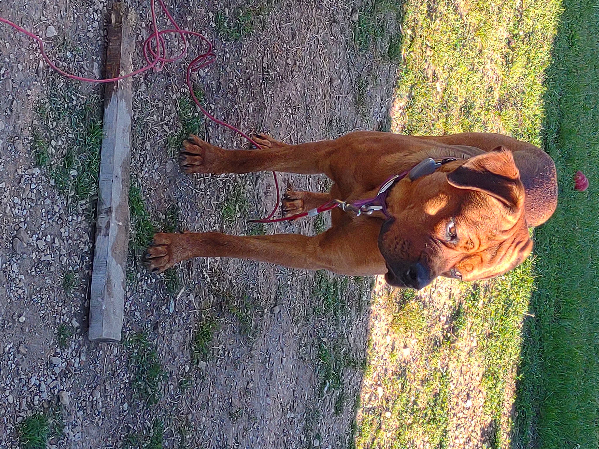 Hoosier joined the competition — help win amazing prizes! art, big_cats, canidae, carnivore, dog_breed, elbow, fawn, felidae, grass, liver, plant, sculpture, sporting_group, statue, tail, terrestrial_animal, tree, trunk, wood, working_animal