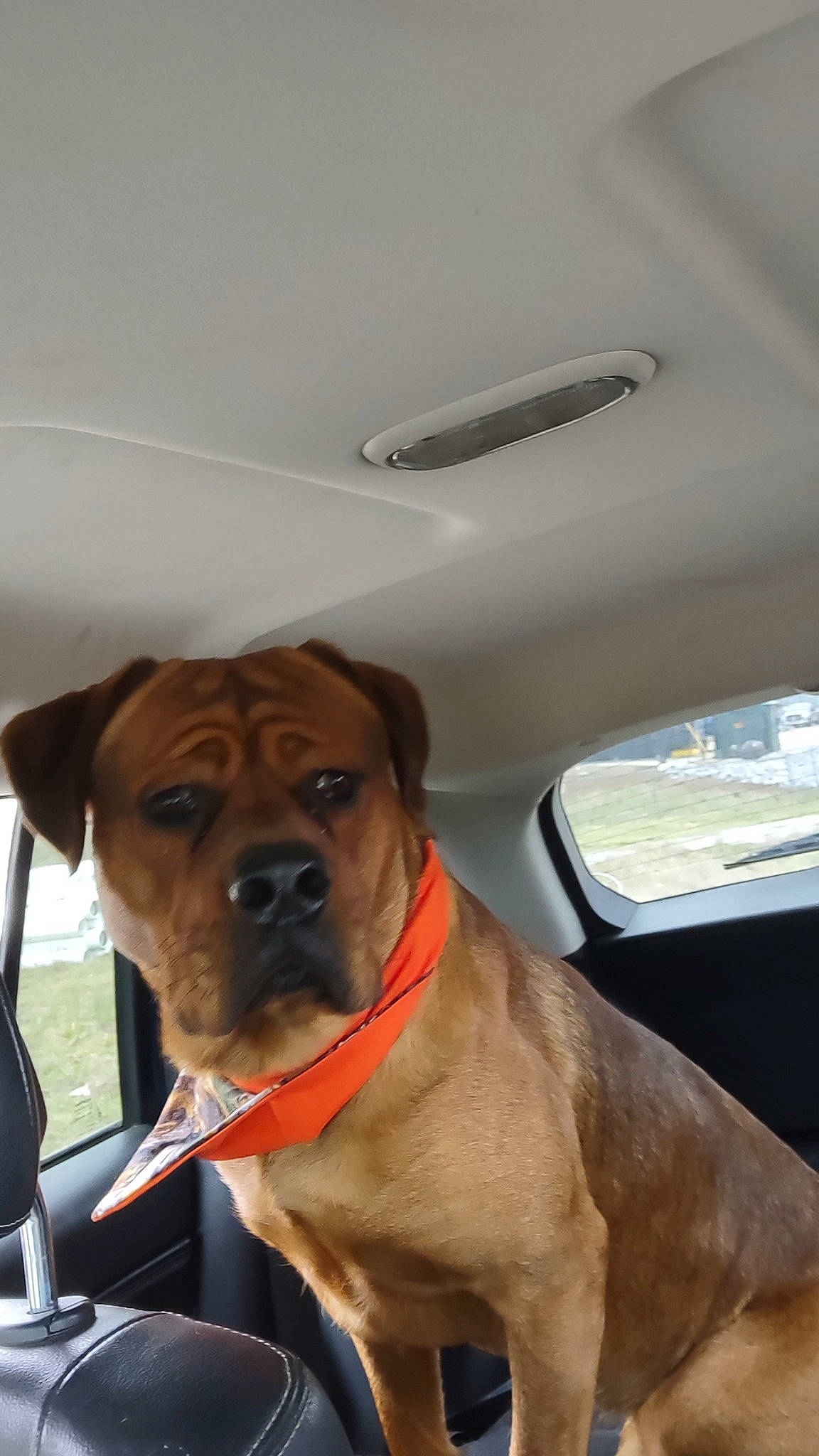 Hoosier is registered to the contest to win money with this photo: automotive_mirror, car, carnivore, collar, companion_dog, dog, dog_breed, dog_collar, fawn, guard_dog, liver, mirror, pet_supply, sporting_group, whiskers, window, windshield, working_animal, working_dog, wrinkle