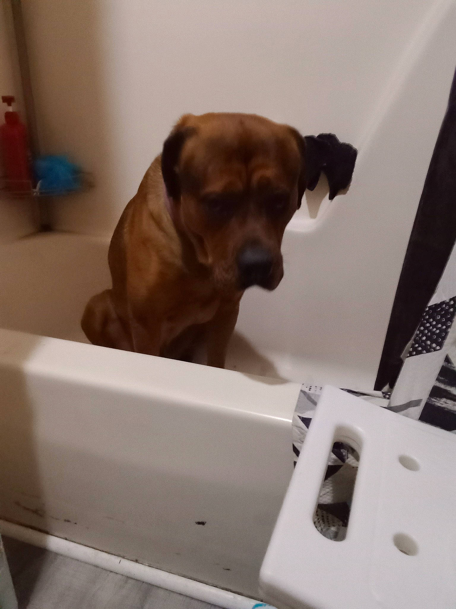 Hoosier is registered to the contest to win money with this photo: carnivore, collar, comfort, companion_dog, dog, dog_breed, dog_collar, dog_supply, door, fawn, flooring, gun_dog, hardwood, liver, pet_supply, room, snout, sporting_group, wood, working_animal