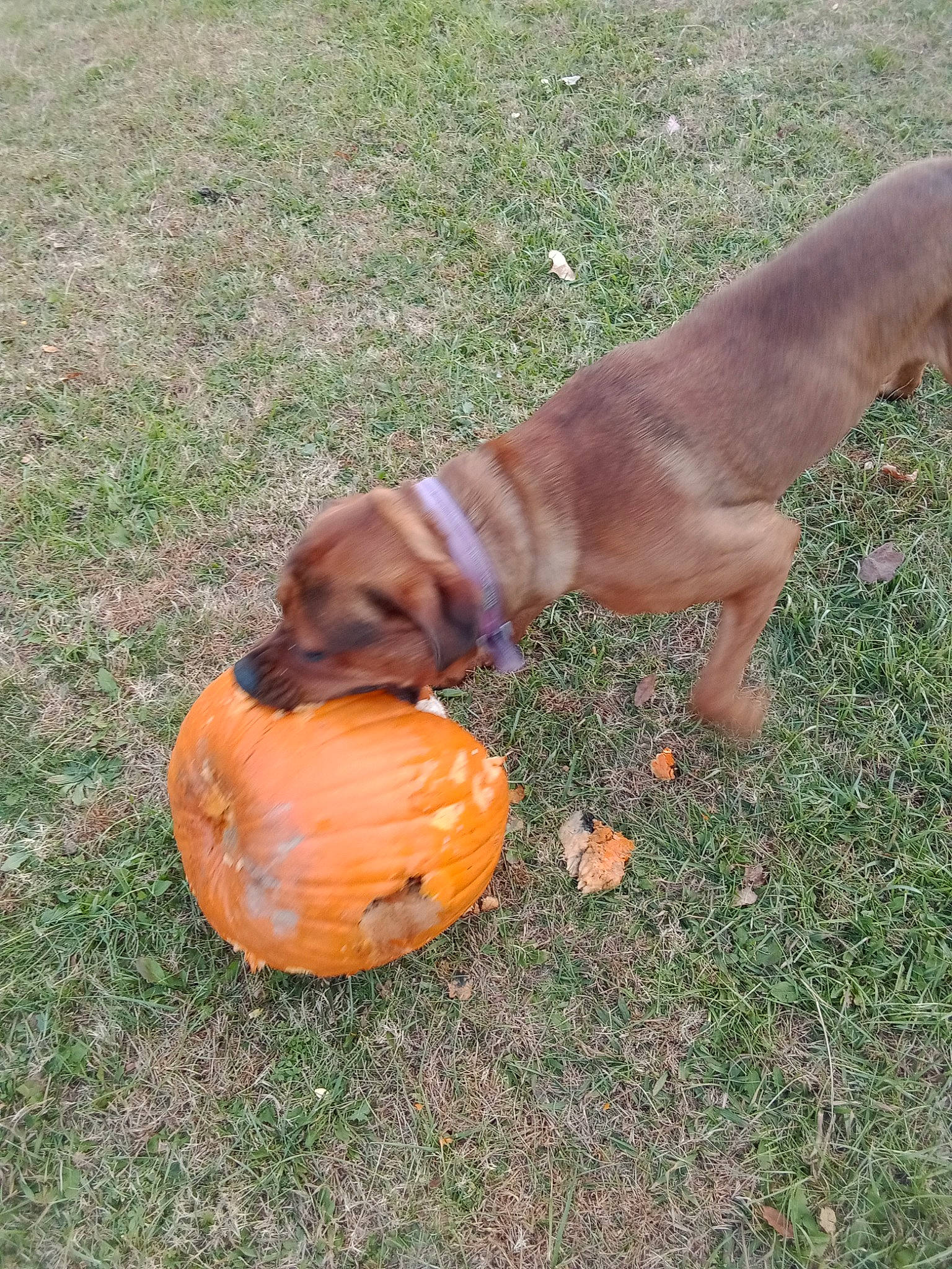 Hoosier joined the competition — help win amazing prizes! calabaza, canidae, carnivore, companion_dog, dog, dog_breed, fawn, grass, guard_dog, hound, hunting_dog, liver, plant, pumpkin, snout, sporting_group, tail, terrestrial_animal, working_animal, working_dog