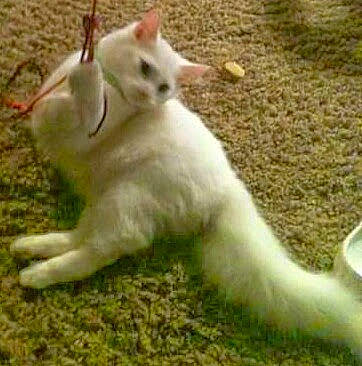 Lilith May Fair is registered to the contest to win money with this photo: canidae, carnivore, cat, domestic_short_haired_cat, fawn, felidae, fur, grass, pasture, paw, plant, small_to_medium_sized_cats, tail, terrestrial_animal, whiskers