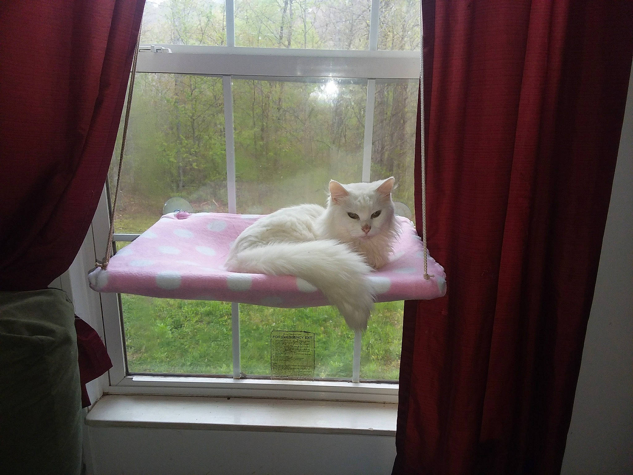 Lilith May Fair is registered to the contest to win money with this photo: carnivore, cat, chair, comfort, curtain, fawn, felidae, interior_design, linens, pink, shade, small_to_medium_sized_cats, tail, textile, tints_and_shades, whiskers, window, window_covering, window_treatment, wood