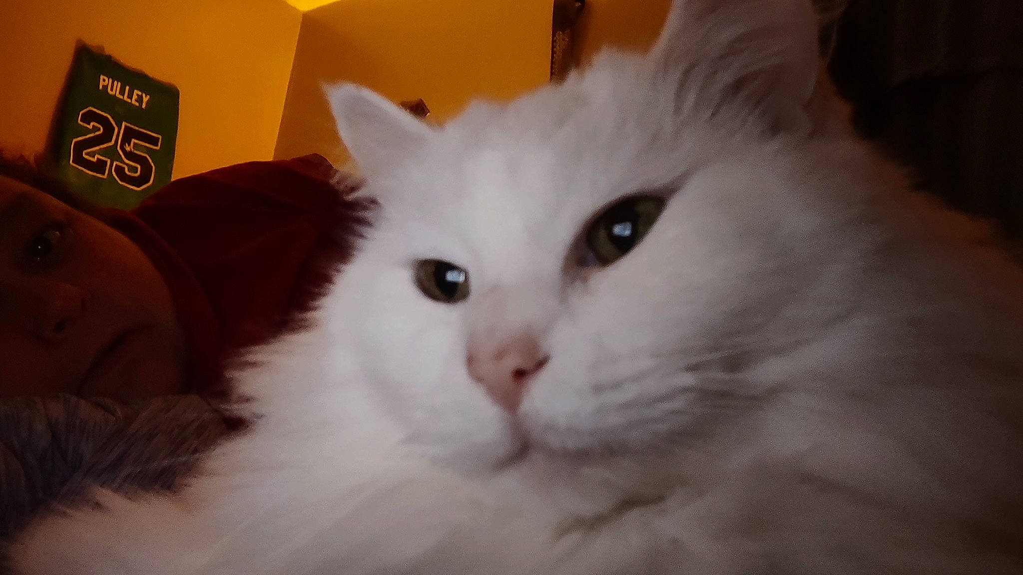 Lilith May Fair is registered to the contest to win money with this photo: british_longhair, carnivore, cat, domestic_short_haired_cat, fawn, felidae, fur, small_to_medium_sized_cats, snout, tail, whiskers