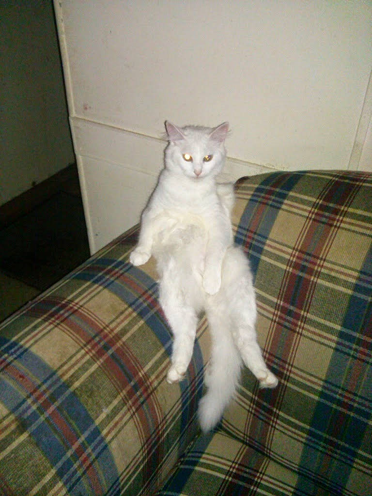 Lilith May Fair is registered to the contest to win money with this photo: carnivore, cat, comfort, domestic_short_haired_cat, fawn, felidae, flooring, fur, hardwood, linens, pattern, paw, plaid, sitting, small_to_medium_sized_cats, tail, tartan, terrestrial_animal, whiskers, wood