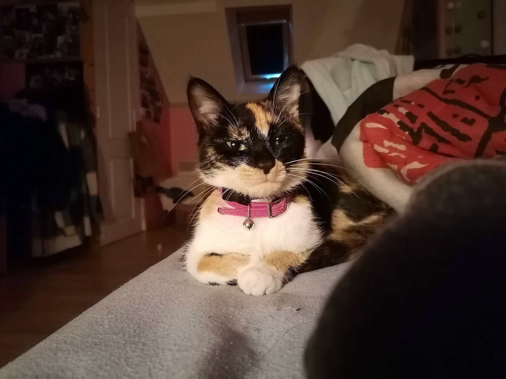 Gucci a rejoint le concours — aidez-le/la à gagner de superbes lots ! box, carnivore, cat, comfort, companion_dog, domestic_short_haired_cat, felidae, flooring, fur, linens, paw, sitting, small_to_medium_sized_cats, tail, whiskers