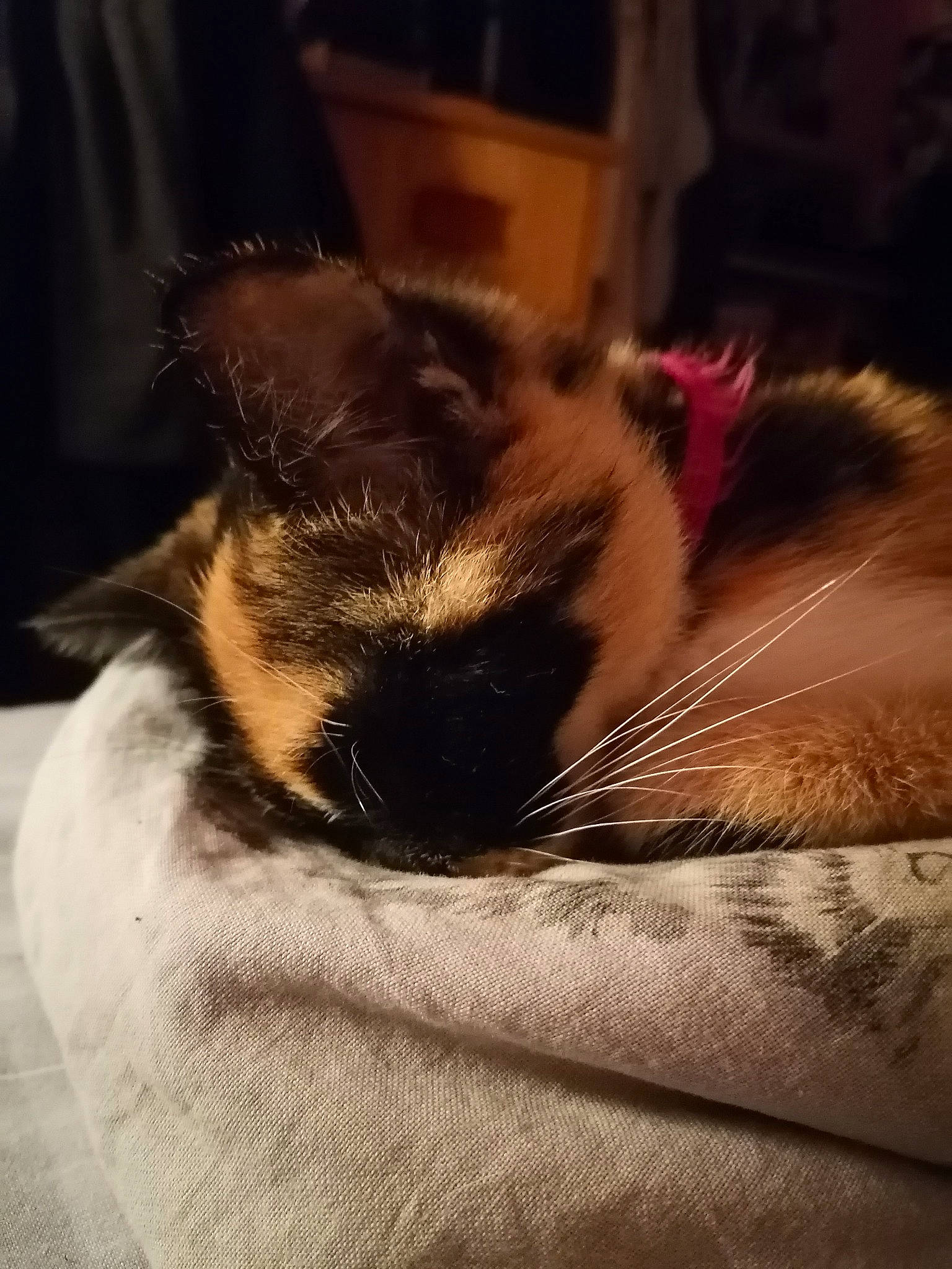 Gucci a rejoint le concours — aidez-le/la à gagner de superbes lots ! black_cat, canidae, carnivore, cat, claw, cloud, comfort, domestic_short_haired_cat, ear, fawn, felidae, fur, nap, paw, sky, small_to_medium_sized_cats, snout, tail, tints_and_shades, whiskers