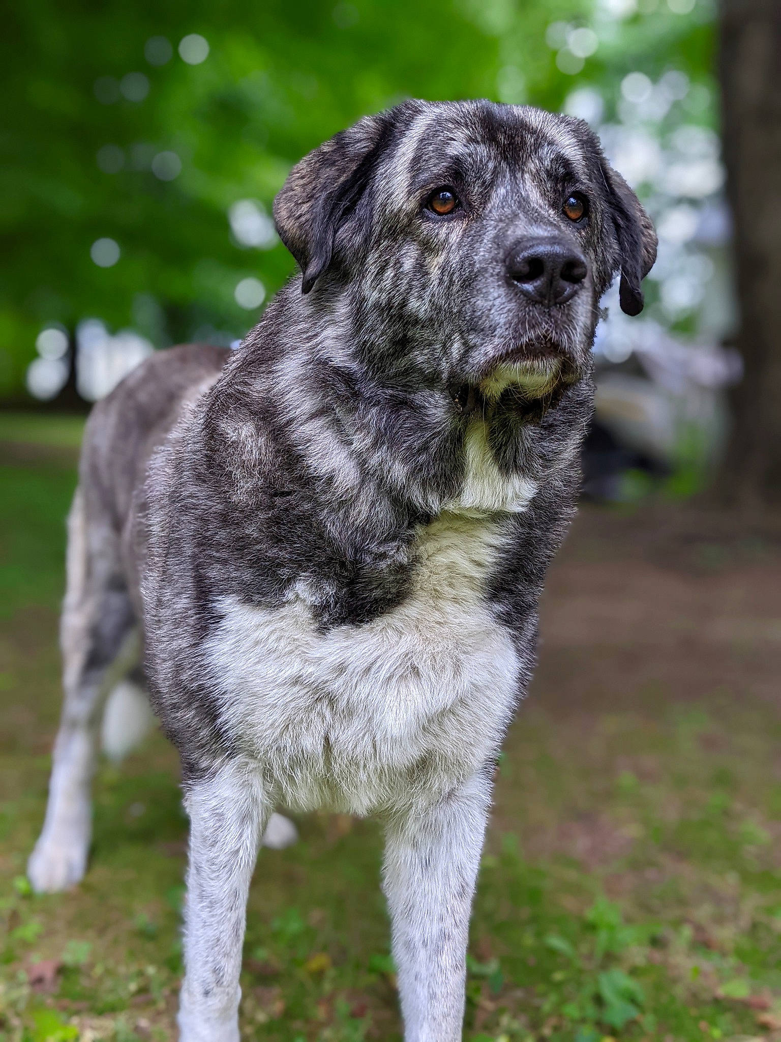 Luna joined the competition — help win amazing prizes! ancient_dog_breeds, canidae, carnivore, companion_dog, dog, dog_breed, grass, plant, snout, sporting_group, tail, terrestrial_animal, tree, working_animal, working_dog