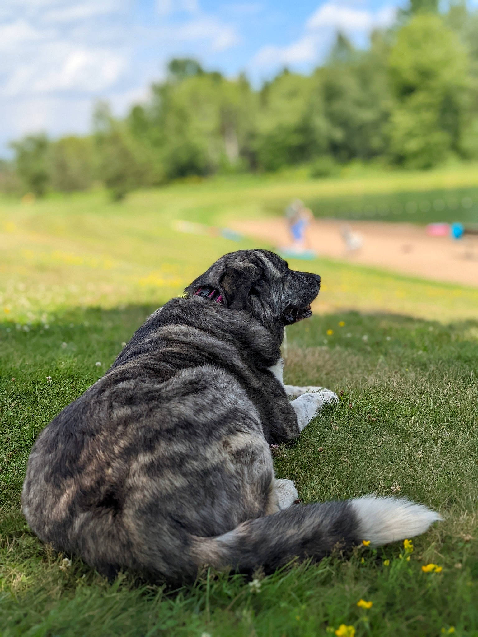 Luna joined the competition — help win amazing prizes! art, canidae, carnivore, cloud, companion_dog, dog, dog_breed, fawn, grass, grassland, landscape, lawn, plant, sky, snout, soil, sporting_group, tail, terrestrial_animal, tree