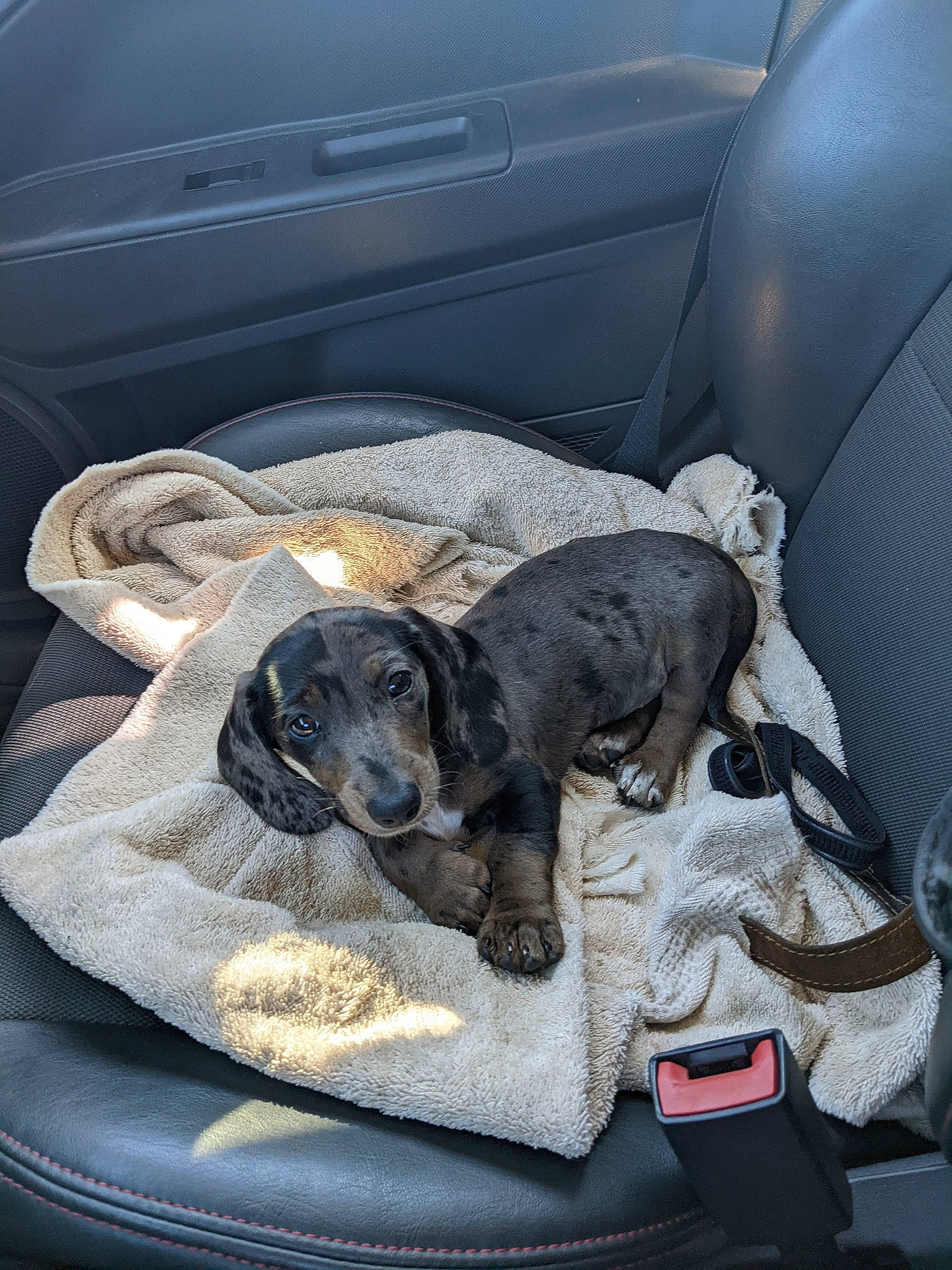 Louie is registered to the contest to win money with this photo: auto_part, automotive_design, automotive_exterior, automotive_tire, canidae, car_seat, car_seat_cover, carnivore, comfort, companion_dog, dog, dog_breed, dog_supply, family_car, motor_vehicle, personal_luxury_car, pet_supply, sporting_group, trunk, vehicle_door