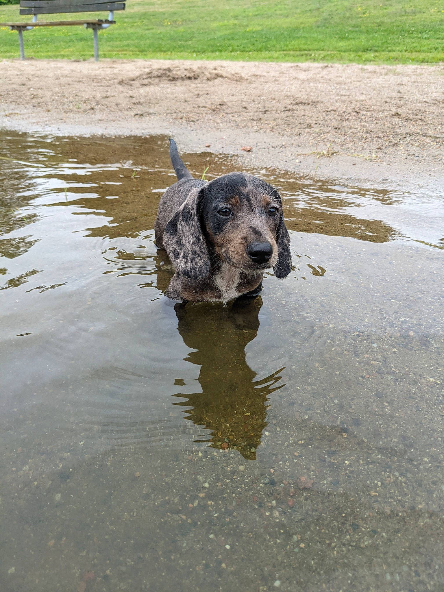 Louie joined the competition — help win amazing prizes! body_of_water, canidae, carnivore, dog, dog_breed, fawn, guard_dog, gun_dog, lake, puddle, reflection, snout, soil, sporting_group, terrestrial_animal, water, wetland, wildlife, working_animal, working_dog
