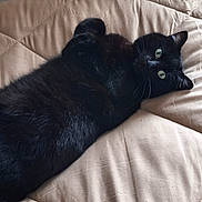 Tymia a rejoint le concours — aidez-le/la à gagner de superbes lots ! cat, black_cat, pet, animal, feline, lying_down, bed, blanket, cozy, indoor, cute, green_eyes, fur, whiskers, relaxed, resting, looking, curious, soft_lighting, quilted