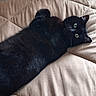 cat, black_cat, pet, animal, feline, lying_down, bed, blanket, cozy, indoor, cute, green_eyes, fur, whiskers, relaxed, resting, looking, curious, soft_lighting, quilted