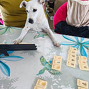 Lizzy a rejoint le concours — aidez-le/la à gagner de superbes lots ! dog, white_dog, table, game_tiles, person, green_shirt, potted_plant, pink_chair, indoor, curious, playing, animal, pet, furniture, colorful, leaf_pattern, bird_illustration, relaxed, cozy, home