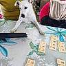 dog, white_dog, table, game_tiles, person, green_shirt, potted_plant, pink_chair, indoor, curious, playing, animal, pet, furniture, colorful, leaf_pattern, bird_illustration, relaxed, cozy, home