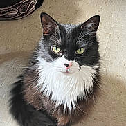 Oreo joined the competition — help win amazing prizes! cat, black_and_white, fluffy, green_eyes, pet, indoor, floor, sitting, fur, whiskers, animal, cute, looking_at_camera, domestic_cat, long_hair, black_fur, white_fur, paws, floor_tile, background