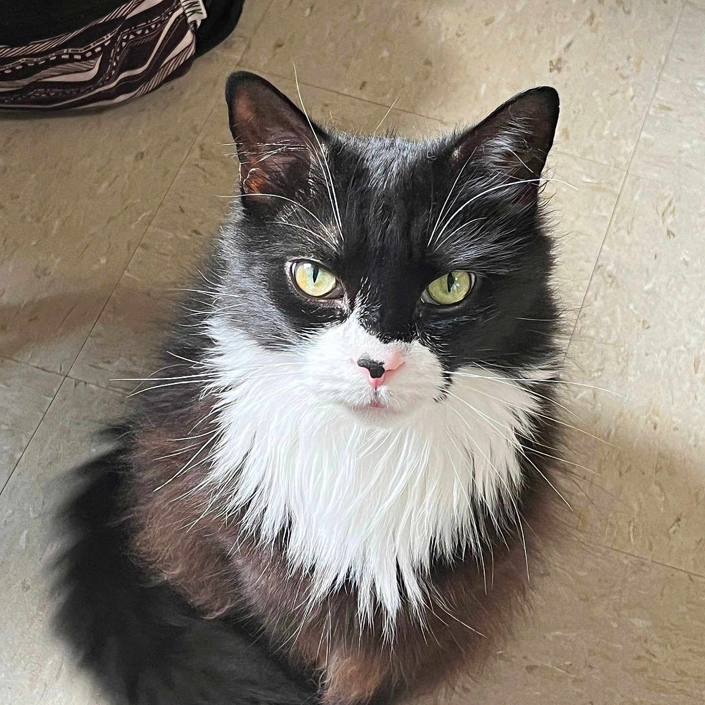 Oreo joined the competition — help win amazing prizes! animal, background, black_and_white, black_fur, cat, cute, domestic_cat, floor, floor_tile, fluffy, fur, green_eyes, indoor, long_hair, looking_at_camera, paws, pet, sitting, whiskers, white_fur
