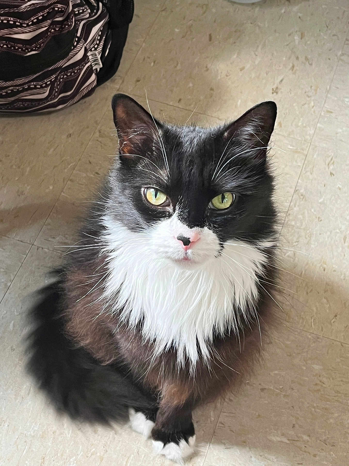 Oreo joined the competition — help win amazing prizes! cat, black_and_white, fluffy, green_eyes, pet, indoor, floor, sitting, fur, whiskers, animal, cute, looking_at_camera, domestic_cat, long_hair, black_fur, white_fur, paws, floor_tile, background