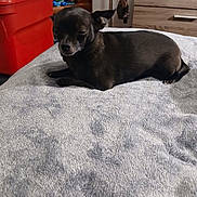 Ducky is registered to the contest to win money with this photo: dog, pet, black_dog, blanket, bedroom, indoor, furniture, dresser, storage_bins, relaxed, sleepy, small_dog, canine, resting, cozy, home, animal, laying_down, cute, fur