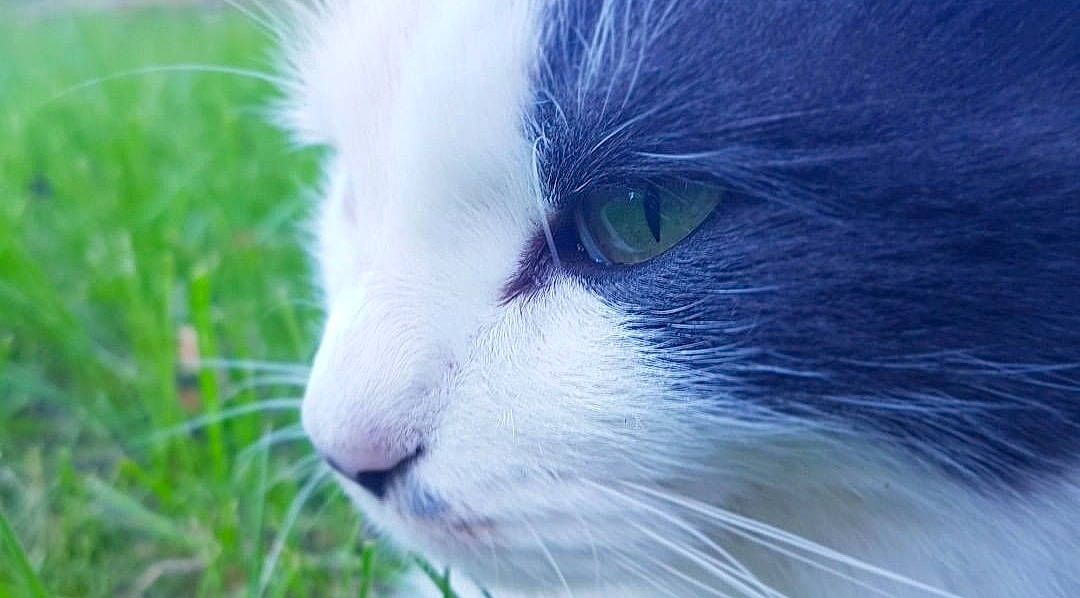 Isis a rejoint le concours — aidez-le/la à gagner de superbes lots ! carnivore, cat, close_up, domestic_short_haired_cat, electric_blue, eye, felidae, fur, grass, grassland, iris, small_to_medium_sized_cats, snout, terrestrial_animal, whiskers