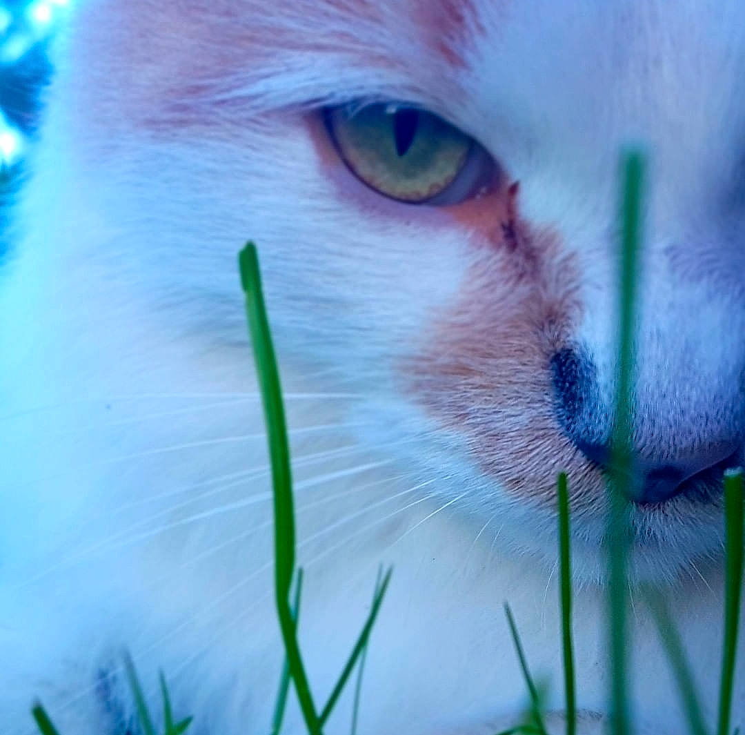 Isis participe au concours pour gagner de l'argent avec cette photo : carnivore, cat, close_up, domestic_short_haired_cat, electric_blue, eye, eyelash, fawn, felidae, fur, grass, head, iris, macro_photography, nose, organism, plant, small_to_medium_sized_cats, snout, whiskers