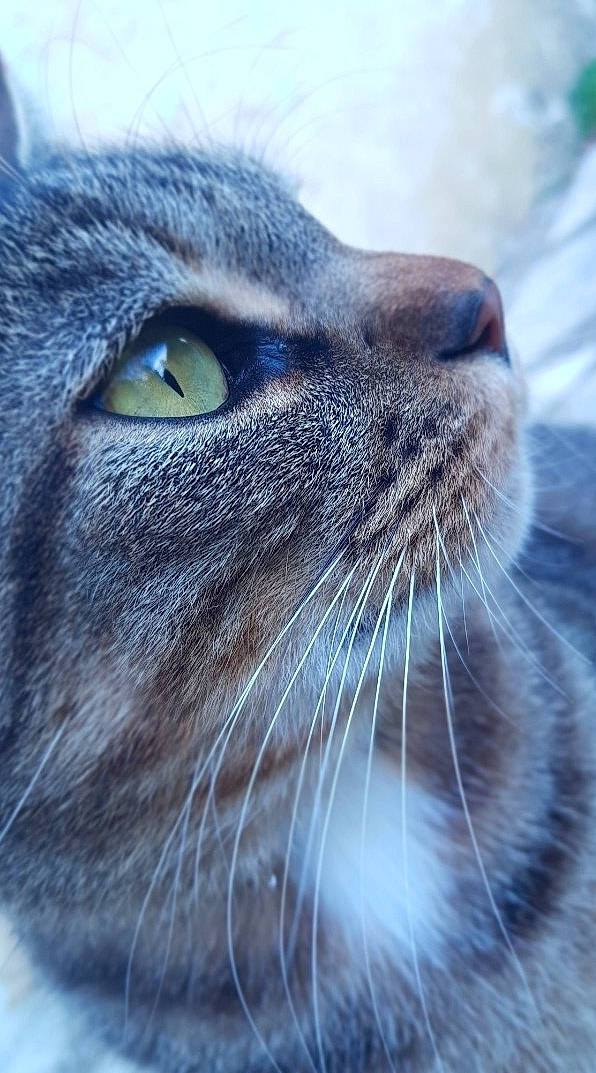 Scratchy participe au concours pour gagner de l'argent avec cette photo : carnivore, cat, close_up, domestic_short_haired_cat, electric_blue, felidae, fur, grass, mammal, small_to_medium_sized_cats, snout, terrestrial_animal, vertebrate, whiskers, wildlife
