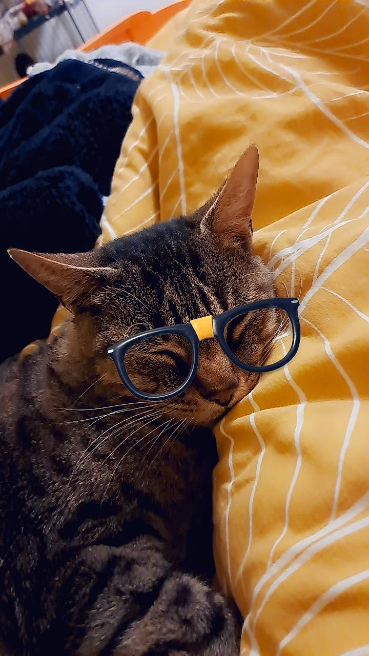 Scratchy participe au concours pour gagner de l'argent avec cette photo : black_cat, carnivore, cat, cat_supply, comfort, domestic_short_haired_cat, felidae, fur, glasses, grey, nap, small_to_medium_sized_cats, snout, terrestrial_animal, whiskers