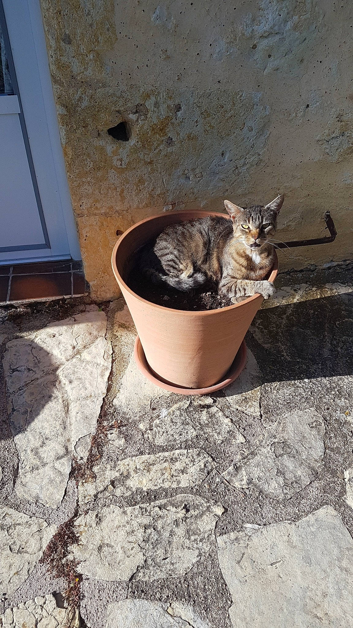 Scratchy participe au concours pour gagner de l'argent avec cette photo : asphalt, carnivore, cat, concrete, domestic_short_haired_cat, felidae, flooring, flowerpot, fur, houseplant, road, road_surface, shadow, small_to_medium_sized_cats, soil, street, tail, terrestrial_animal, whiskers, wood