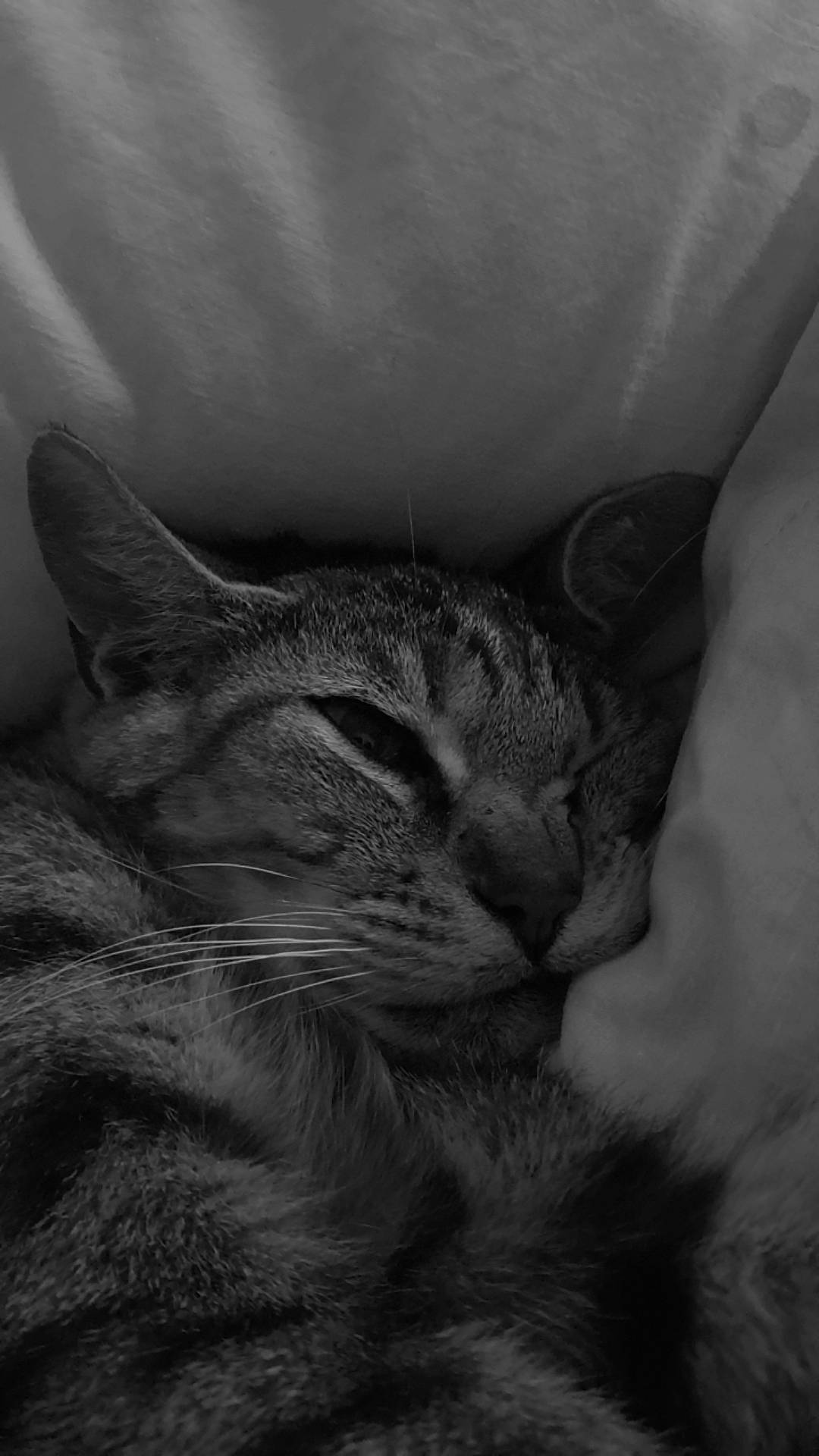 Scratchy participe au concours pour gagner de l'argent avec cette photo : black_and_white, carnivore, cat, comfort, darkness, domestic_short_haired_cat, ear, eye, felidae, fur, grey, head, human_body, monochrome, monochrome_photography, small_to_medium_sized_cats, snout, style, whiskers, window