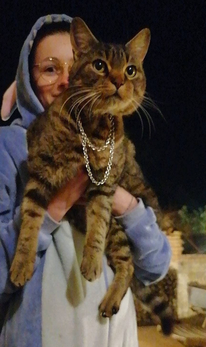 Scratchy participe au concours pour gagner de l'argent avec cette photo : animal_training, carnivore, cat, claw, domestic_short_haired_cat, fawn, felidae, fur, gesture, iris, paw, sitting, small_to_medium_sized_cats, snout, tail, terrestrial_animal, whiskers, wildlife