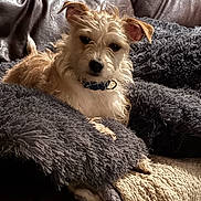 Pico is registered to the contest to win money with this photo: dog, pet, blanket, couch, fur, collar, indoor, cozy, relaxed, fur_texture, brown, white, leather, soft_lighting, resting, curious, comfort, home, animal, portrait