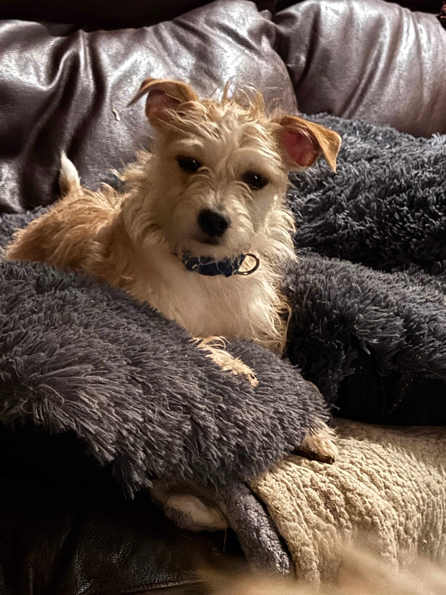 Pico is registered to the contest to win money with this photo: dog, pet, blanket, couch, fur, collar, indoor, cozy, relaxed, fur_texture, brown, white, leather, soft_lighting, resting, curious, comfort, home, animal, portrait