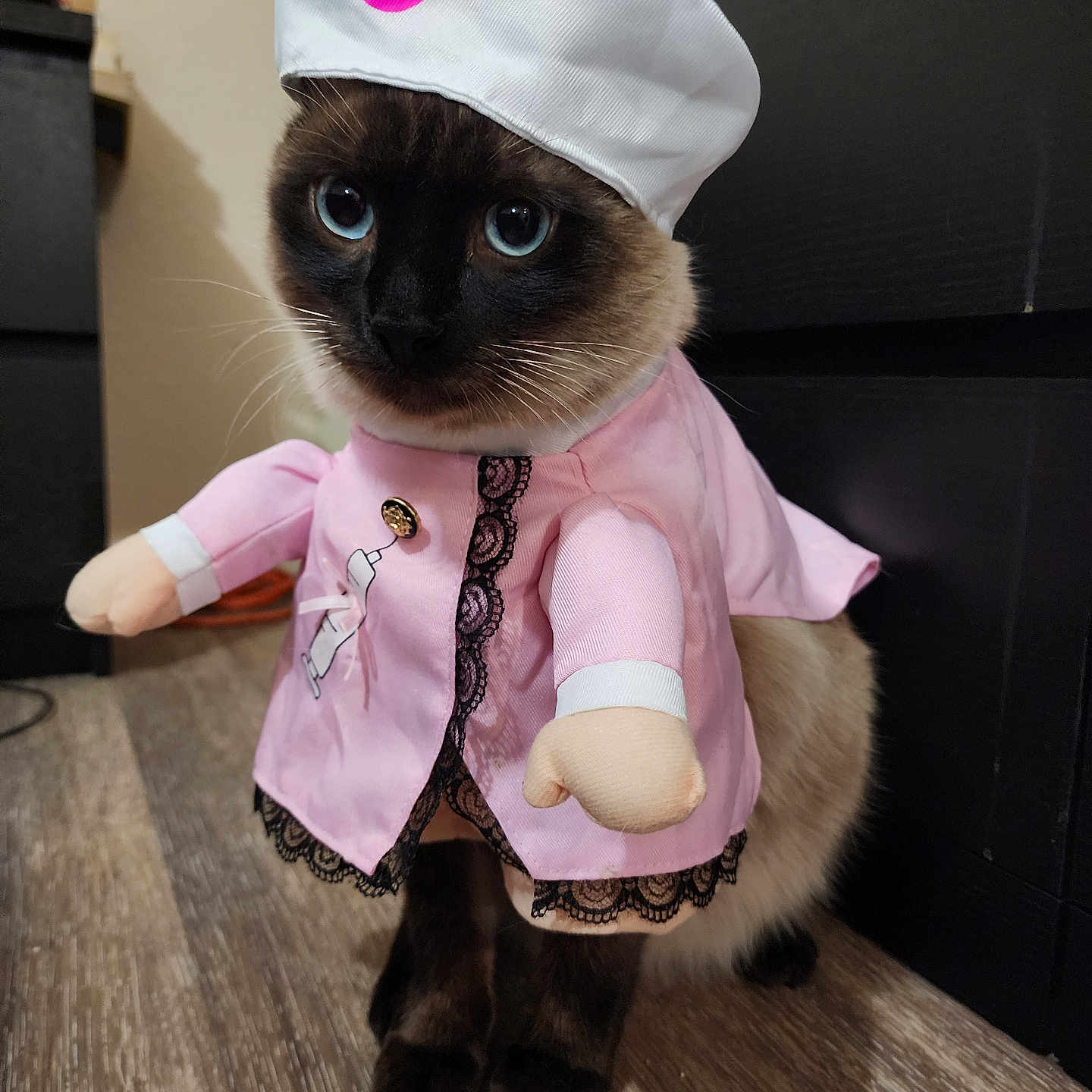 Gizmo joined the competition — help win amazing prizes! animal, black_furniture, blue_eyes, cat, costume, cute, domestic_cat, dress_up, feline, floor, fur, indoor, nurse, pet, pink_clothing, portrait, siamese, sitting, toy_arms, white_hat