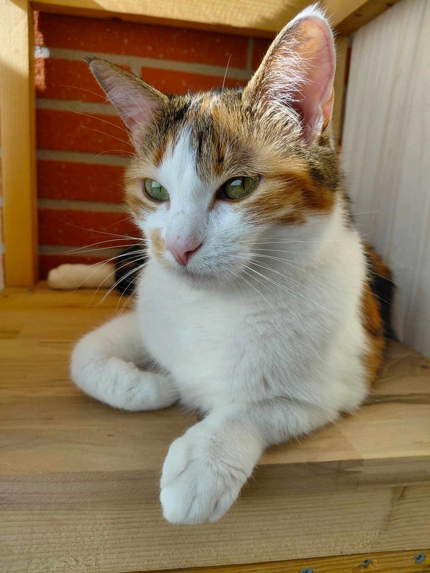 Titi Et Bibi participe au concours pour gagner de l'argent avec cette photo : cat, calico, pet, feline, animal, close_up, green_eyes, whiskers, fur, paw, wooden_surface, indoor, brick_wall, relaxed, cute, domestic_animal, ears, face, resting, calm