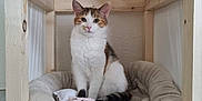Titi Et Bibi a rejoint le concours — aidez-le/la à gagner de superbes lots ! cat, calico_cat, wooden_house_frame, pet_bed, plush_toy, indoor, animal, feline, cute, pet, cozy, resting, looking_at_camera, white_wall, floor_tiles, soft_texture, domestic_animal, young_cat, calm, curious