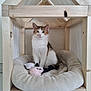cat, calico_cat, wooden_house_frame, pet_bed, plush_toy, indoor, animal, feline, cute, pet, cozy, resting, looking_at_camera, white_wall, floor_tiles, soft_texture, domestic_animal, young_cat, calm, curious