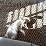 Titi Et Bibi a rejoint le concours — aidez-le/la à gagner de superbes lots ! kitten, cat, pet, animal, stretching, sunlight, shadow, rug, woven_rug, floor_tiles, indoor, cute, feline, relaxing, white, orange, paw, playful, young, cozy