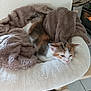 Titi Et Bibi participe au concours pour gagner de l'argent avec cette photo : kitten, calico, cat, pet, sleepy, plush_bed, blanket, indoor, cozy, fur, resting, cute, animal, home, feline, soft, relaxed, young_cat, comfort, nap