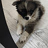 puppy, dog, indoor, floor, wood_floor, black_chair_leg, small_dog, cute, fluffy, pet, animal, young_dog, laying_down, curious, fur, domestic_animal, close_up, soft_light, quiet, home