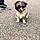 Bailey
