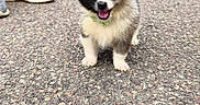 Bailey a rejoint le concours — aidez-le/la à gagner de superbes lots ! puppy, dog, leash, pavement, outdoor, person, shoes, sneakers, building, sign, grass, trees, cute, fluffy, animal, pet, walking, happy, small, young