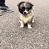 puppy, dog, leash, pavement, outdoor, person, shoes, sneakers, building, sign, grass, trees, cute, fluffy, animal, pet, walking, happy, small, young