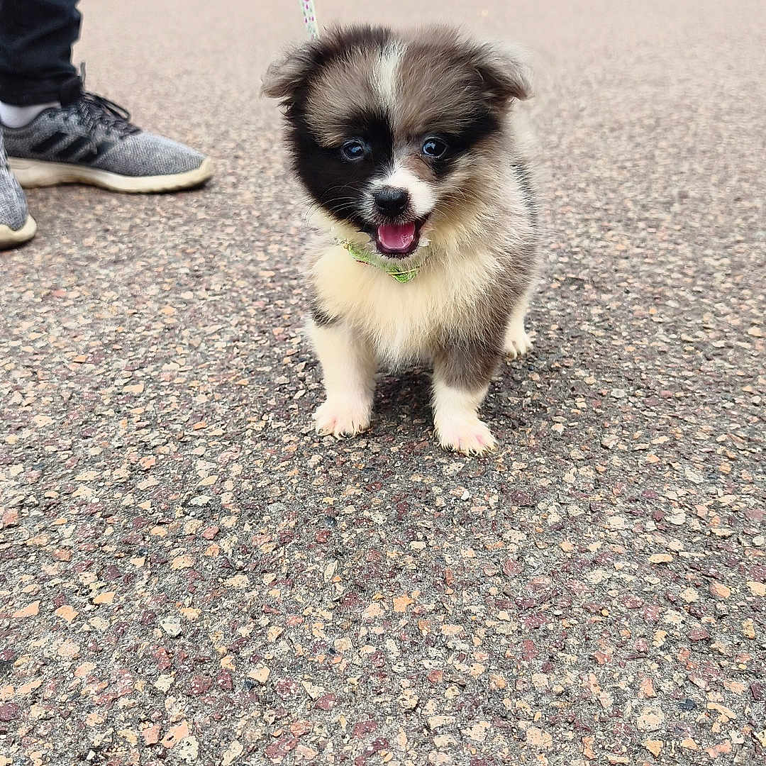 Bailey a rejoint le concours — aidez-le/la à gagner de superbes lots ! puppy, dog, leash, pavement, outdoor, person, shoes, sneakers, building, sign, grass, trees, cute, fluffy, animal, pet, walking, happy, small, young