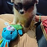 Bailey a rejoint le concours — aidez-le/la à gagner de superbes lots ! puppy, dog, toy, stuffed_animal, car_interior, cushion, hand, arm, bracelet, beige, colorful, soft_toy, cute, pet, animal, indoor, seatbelt, window, car_door, curious