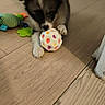 Bailey a rejoint le concours — aidez-le/la à gagner de superbes lots ! animal, background, ball, colorful, cute, dog, floor, focused, furry, home, indoor, paw, pet, playful, polka_dot, puppy, small, toy, wooden_floor, young
